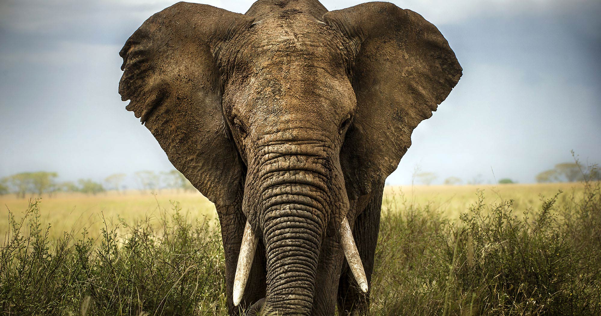 big five animals in africa
