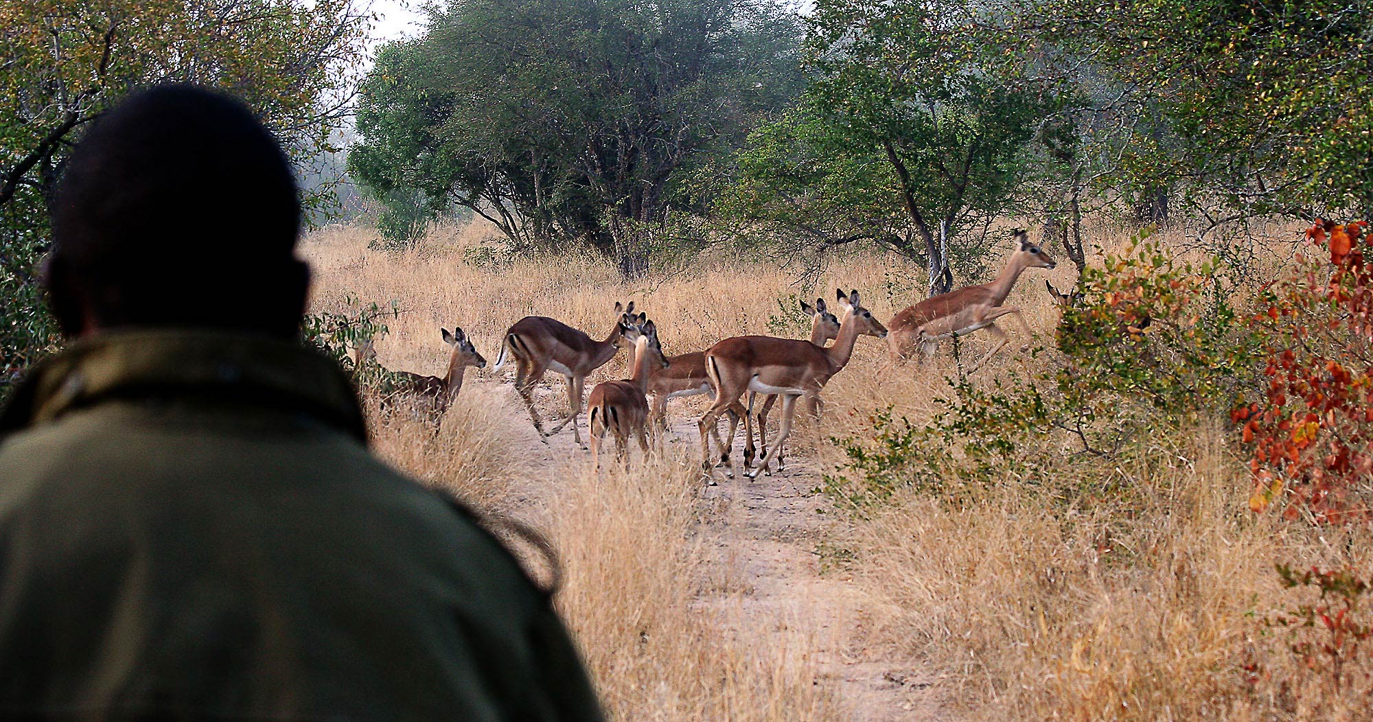 Kruger private game reserve Manyeleti